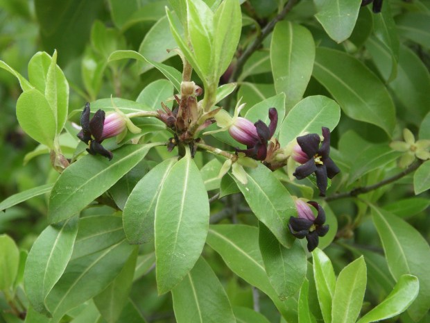 Black matipo, kohuhu (Pittosporum tenuifolium). This native of New Zealand...