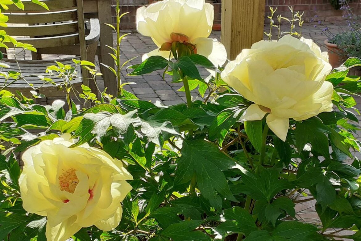 Various flowers will be on display in the gardens <i>(Image: Supplied)</i>