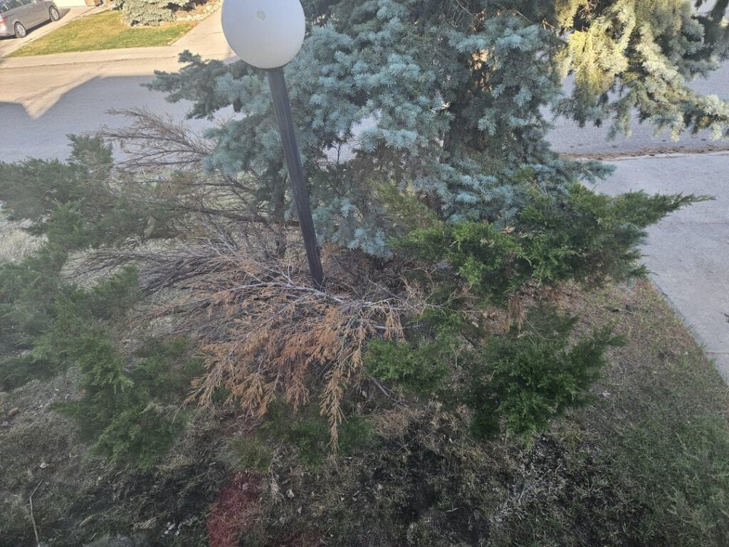 Help with the Juniper please-should I prune it? Help with the Juniper please-should I prune it?