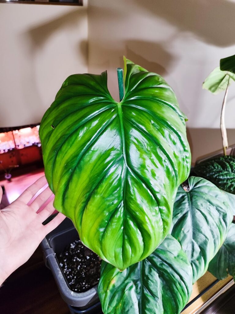 Philodendron Sp Colombia and Luxurians