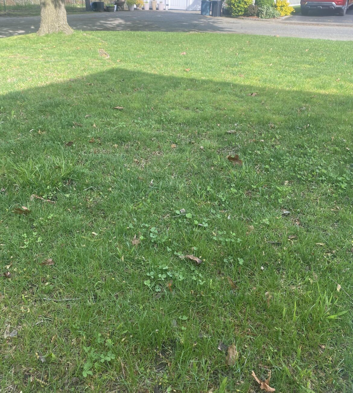 Favorite weed control for cool season grass?