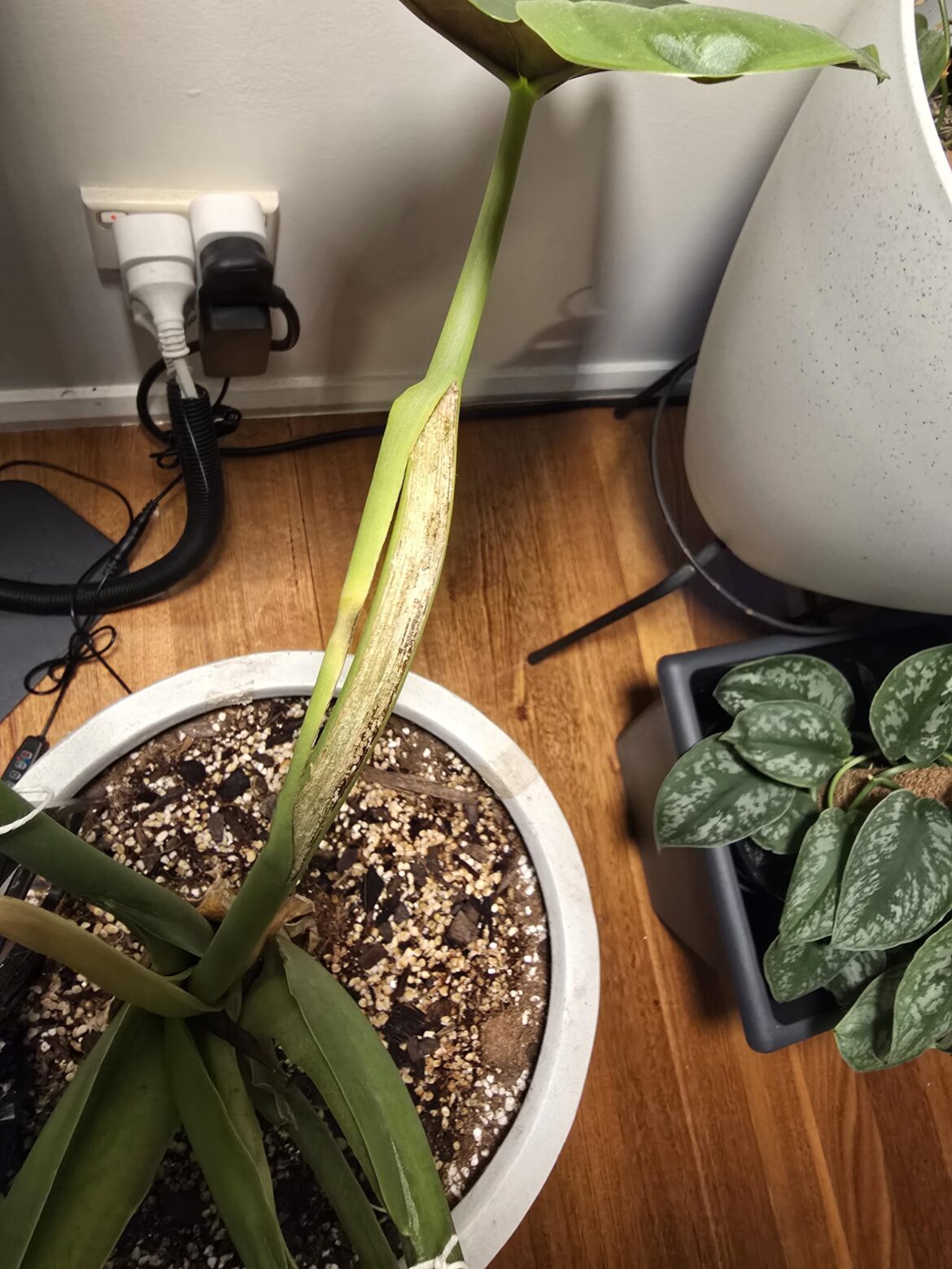Alocasia throwing a hissy fit