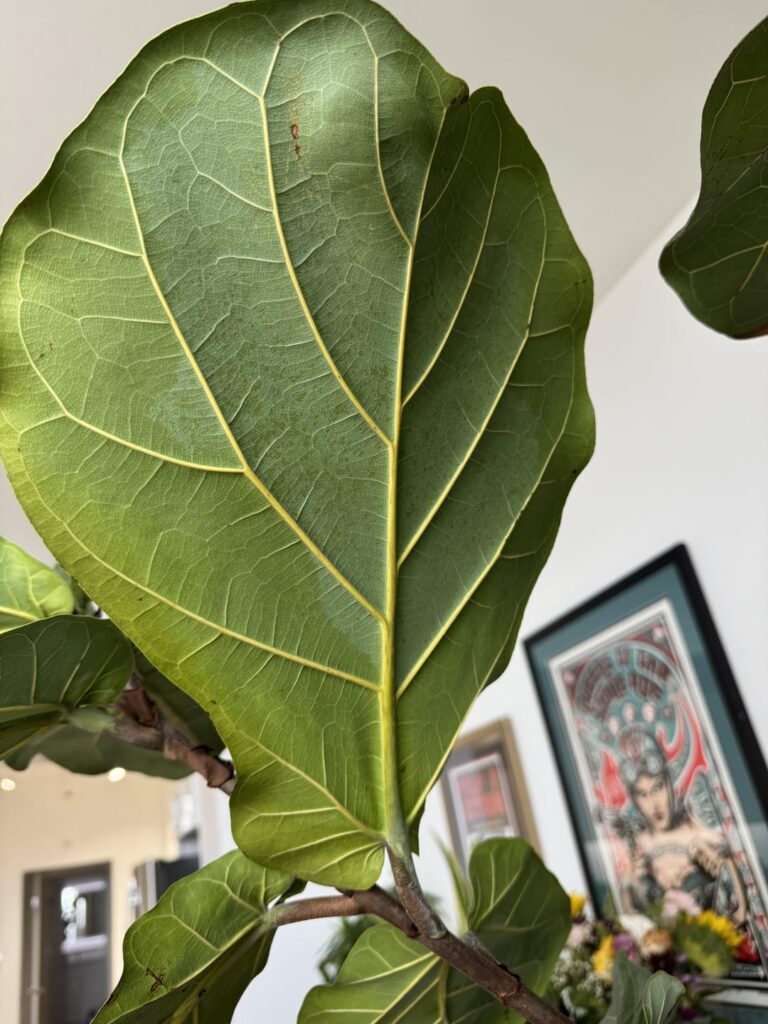 Why are my leaves looking like this?
