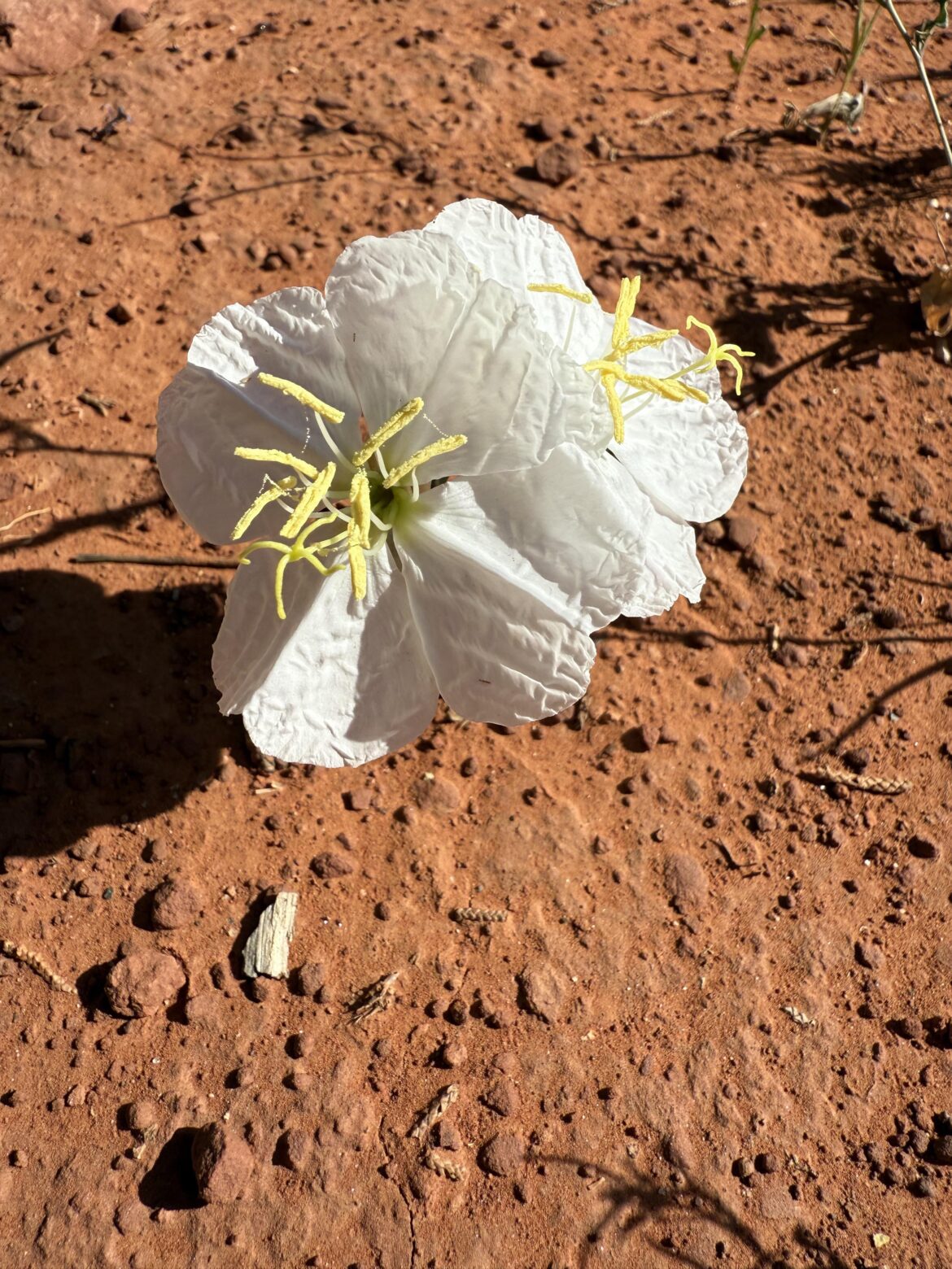 Lion-in-cage (Oenothera deltoides) [OC]