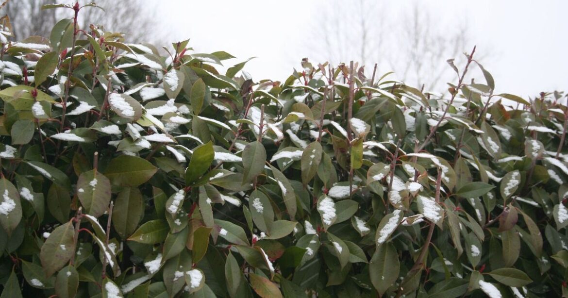 February warning to anyone with garden hedges