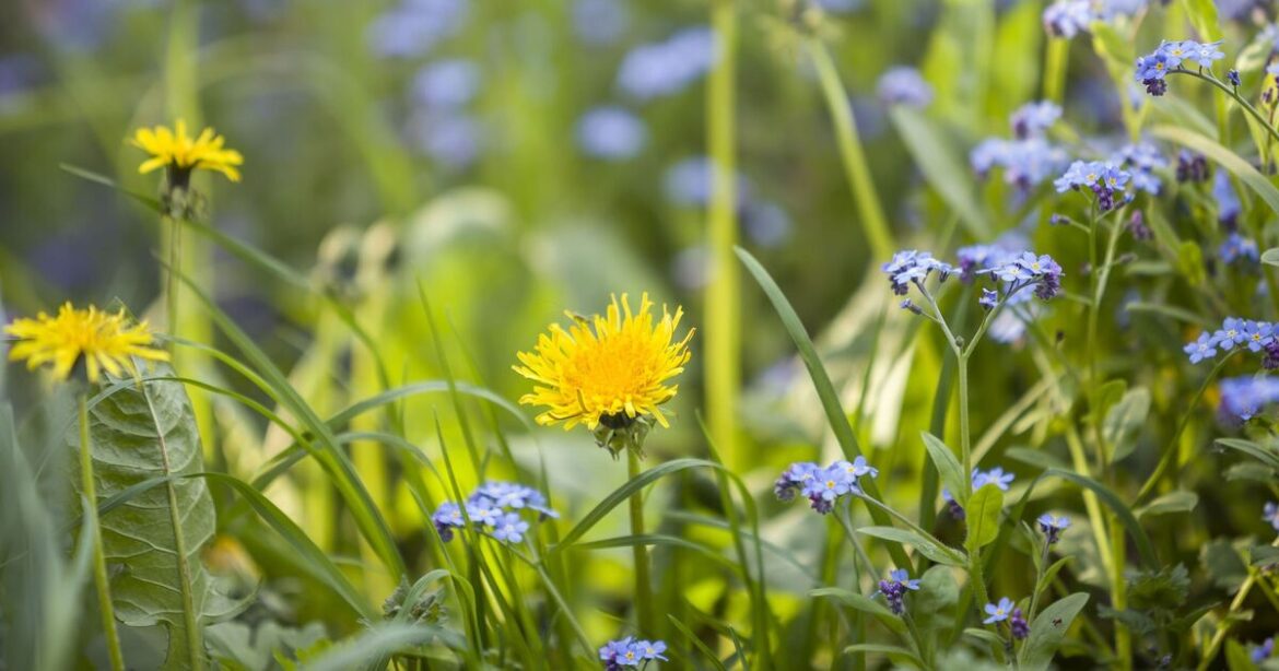 Gardeners urged to keep one type of flower in gardens in March Gardeners urged to keep one type of flower in gardens in March
