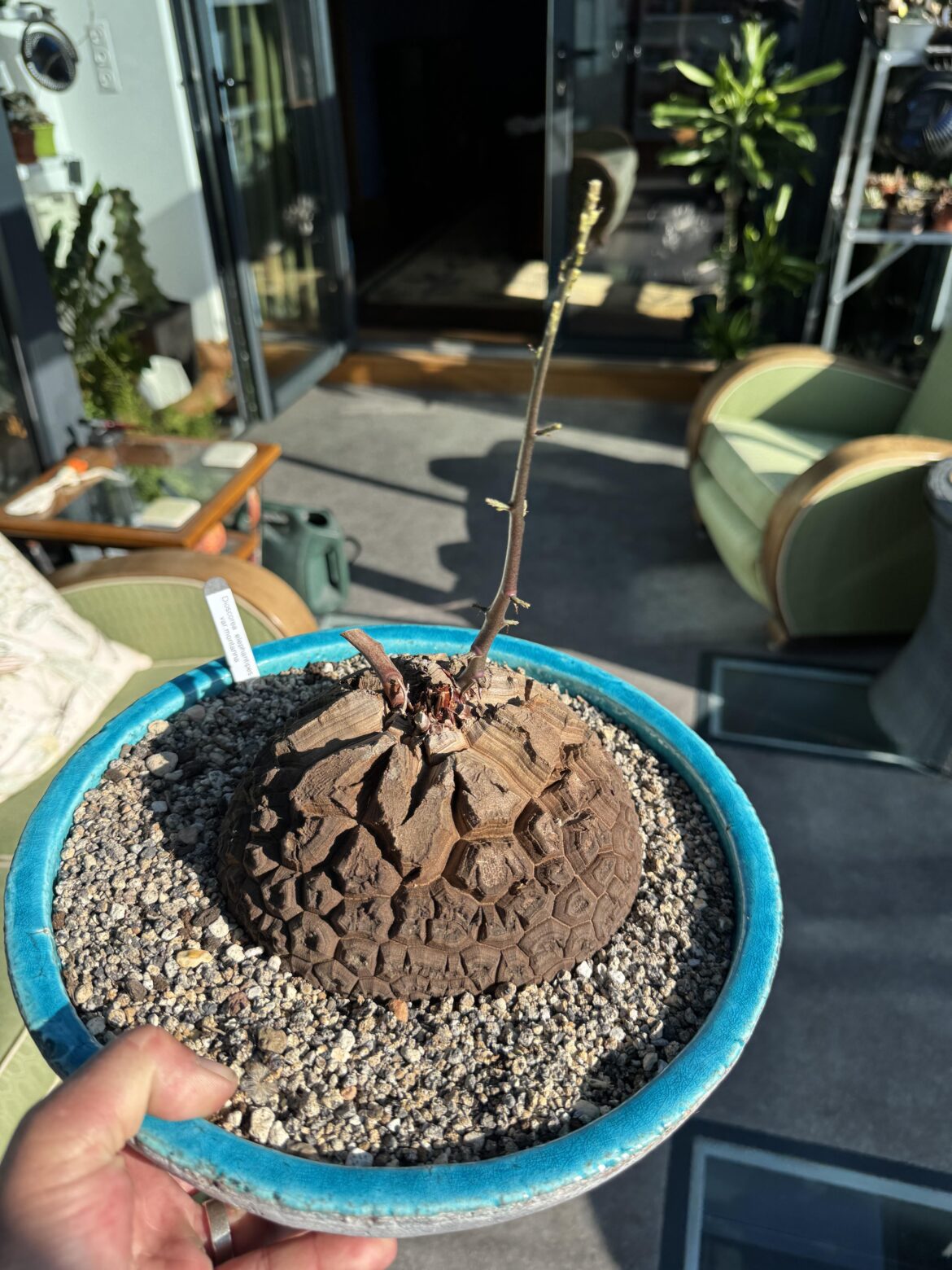 My montana got morning wood!