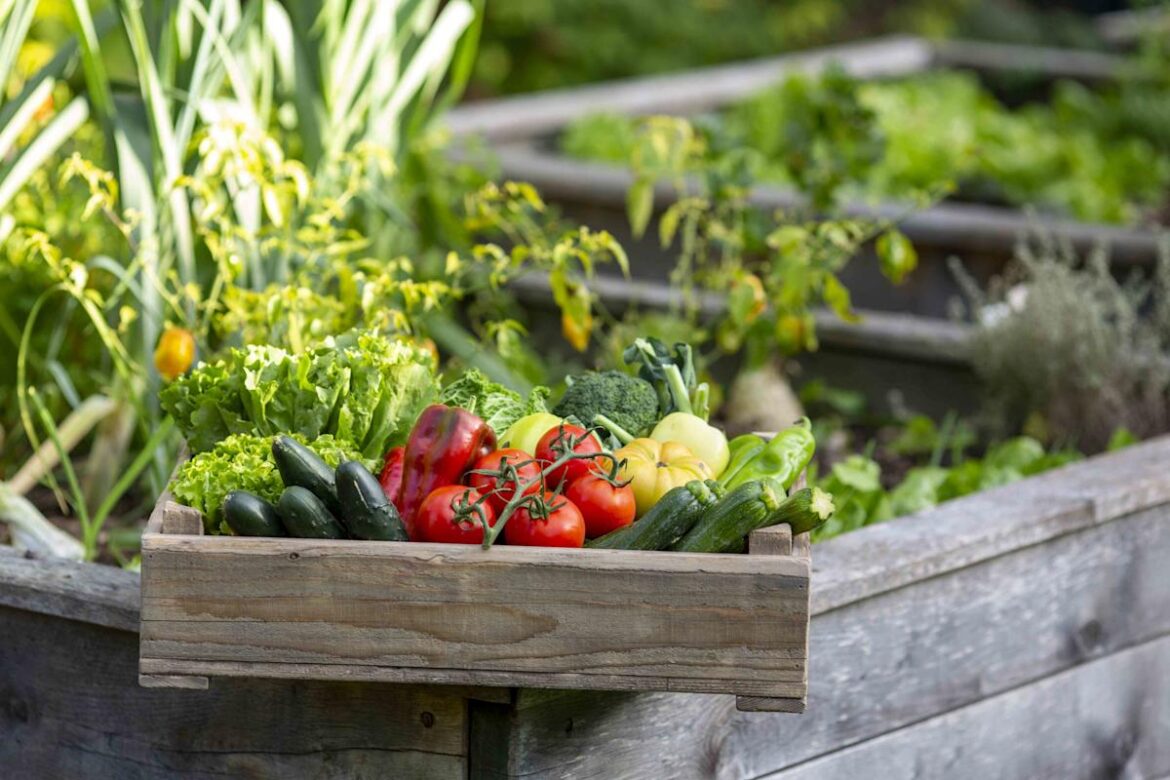 7 Vegetables Gardening Experts Say Are Cheaper To Grow Than Buy Yahoo lifestyle home