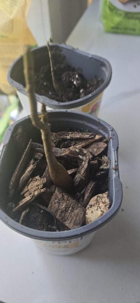 Got this little guy in the mail, how do I make sure he thrives?