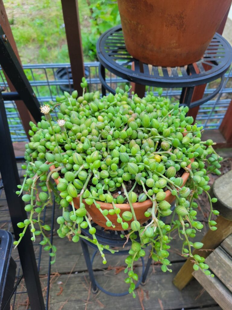 She's flowering