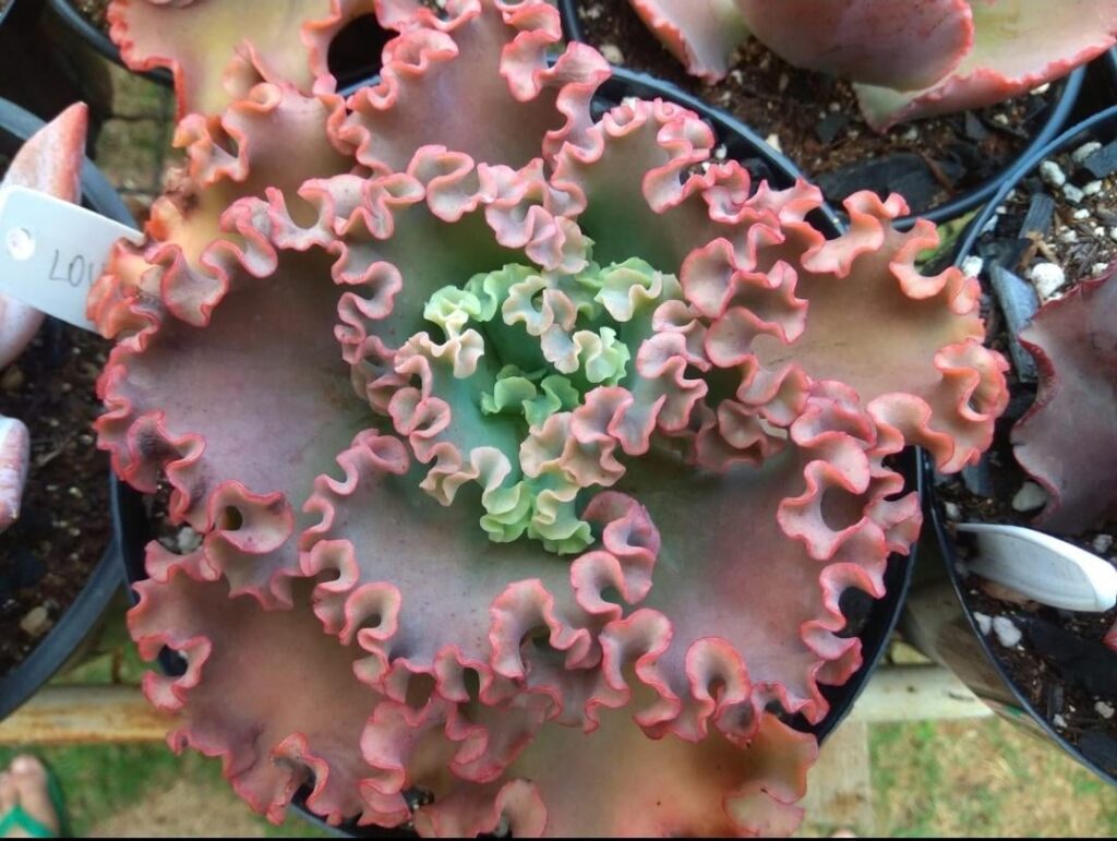 A tale of fertilizer NPK 10 10 10 A tale of fertilizer NPK 10 10 10