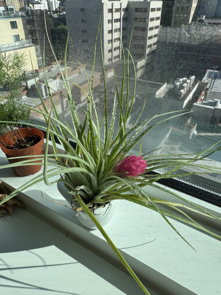 I just misted this plant in bloom. The bloom turned pink within the last 3 days. Should I soak it or just mist it?