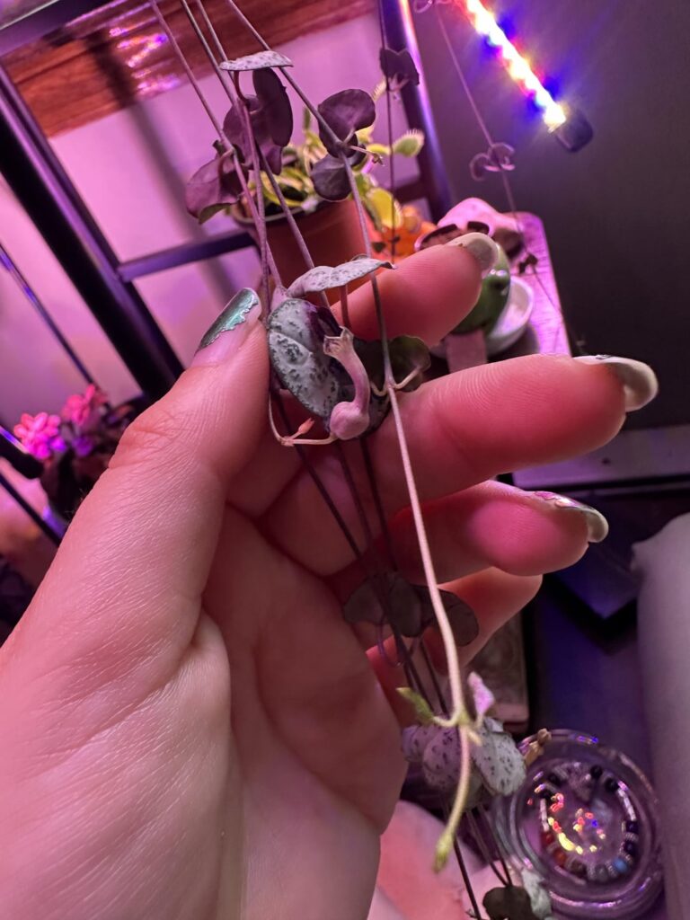 String of Hearts Flowering
