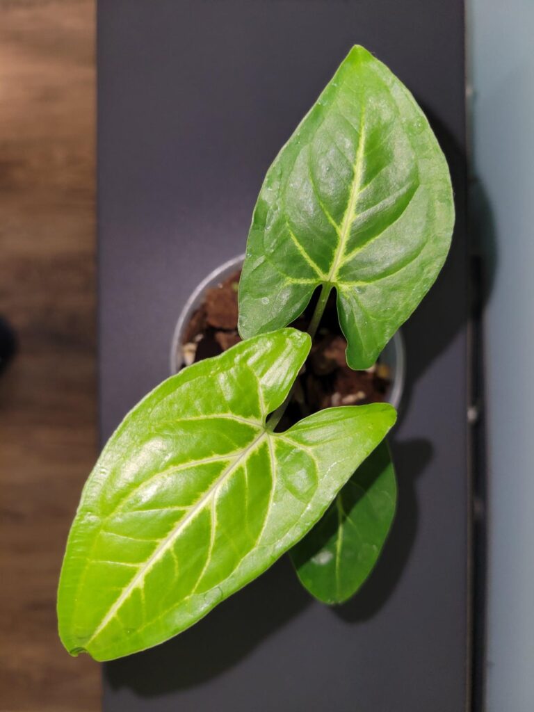 What kind of aroid is this?