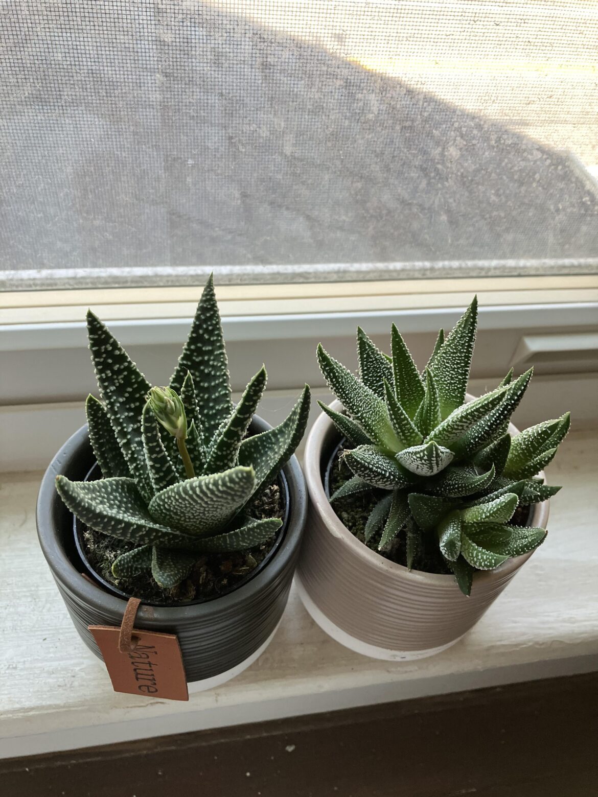Haworthiopsis or gasteria?