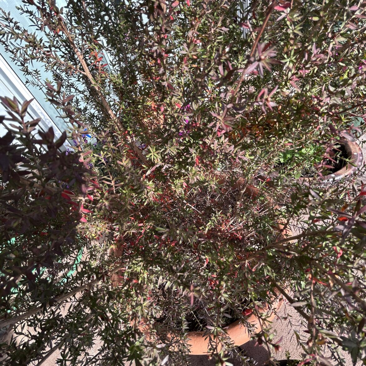 Manuka