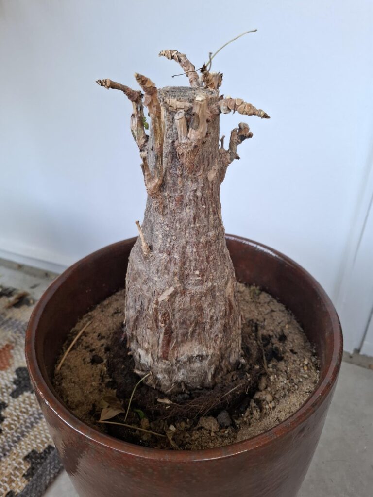 Bought this from a store (cheap), not sure what's the best way to get it back to being healthy.