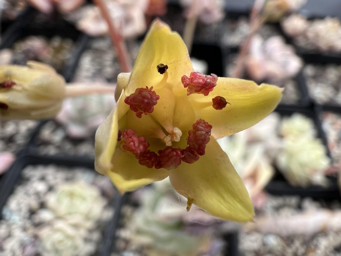 Stamen of Graptoveria Lovely Rose