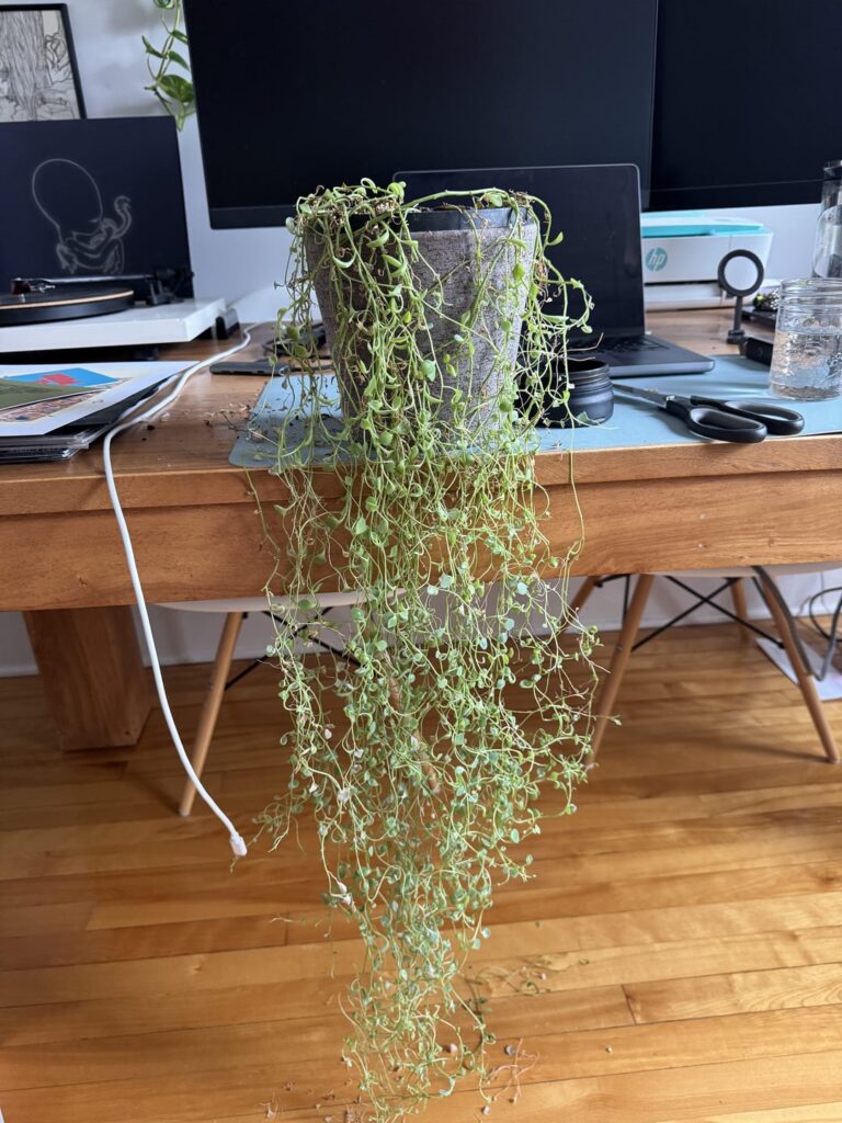 Need help IDing, it’s not doing too good Need help IDing, it’s not doing too good