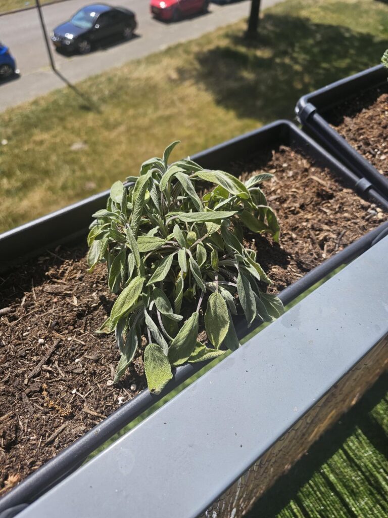 What is happening to my starwberry/sage plants?