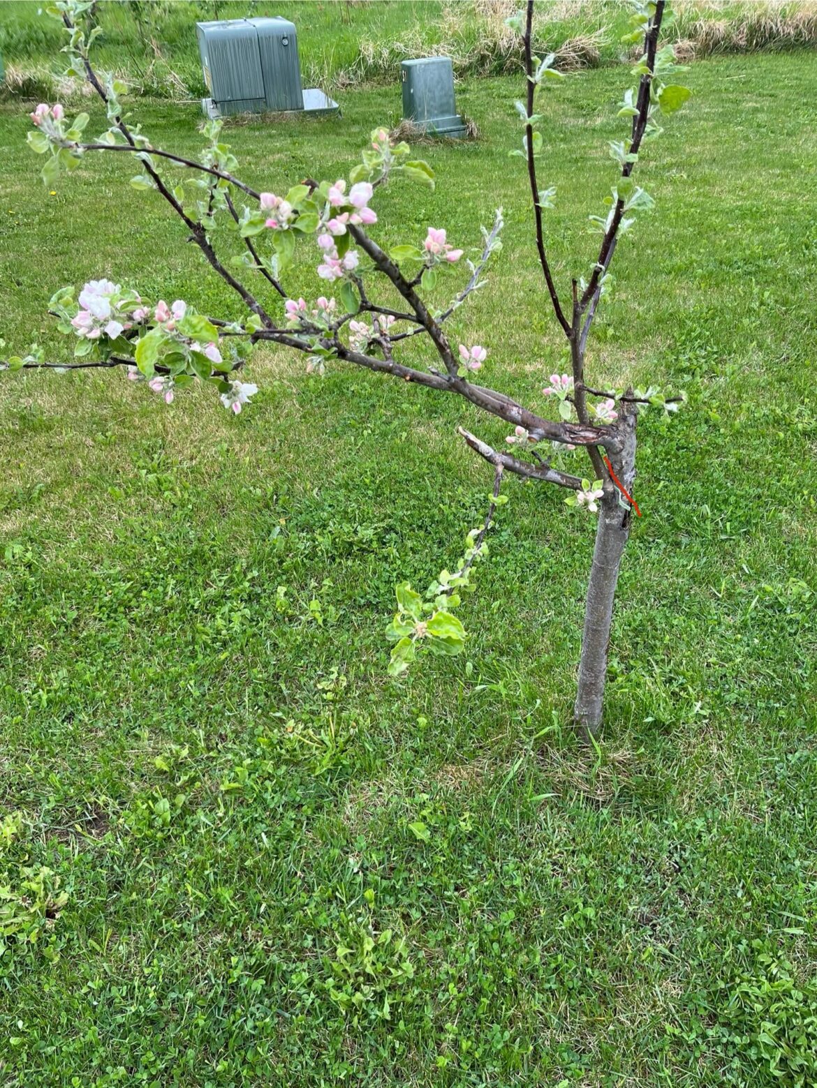 Should I take off all the branches and graft new ones? Or should I leave the one branch shooting upwards and hope for the best?