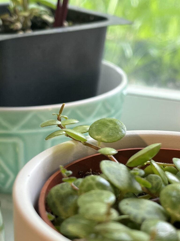 are these flowers on my string of turtles? are these flowers on my string of turtles?