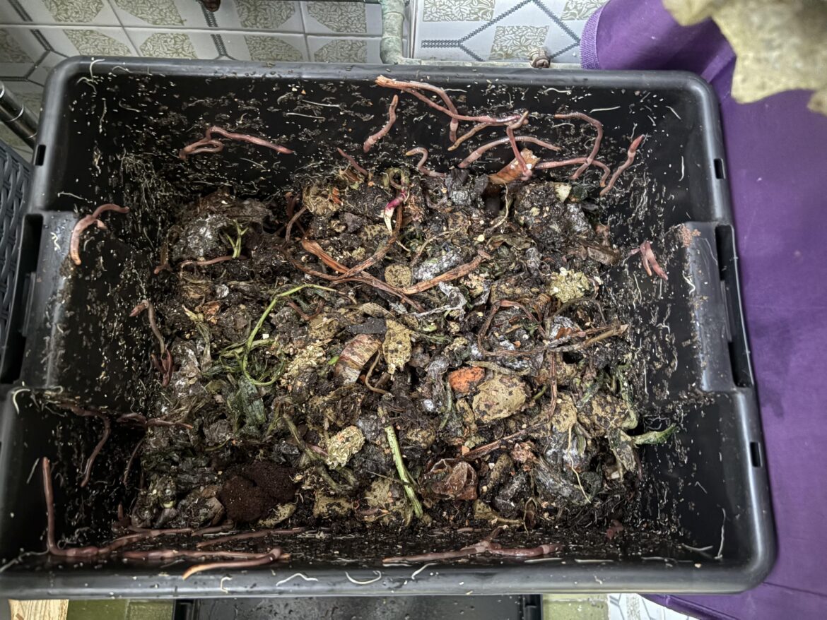 HELP worms trying to escape
