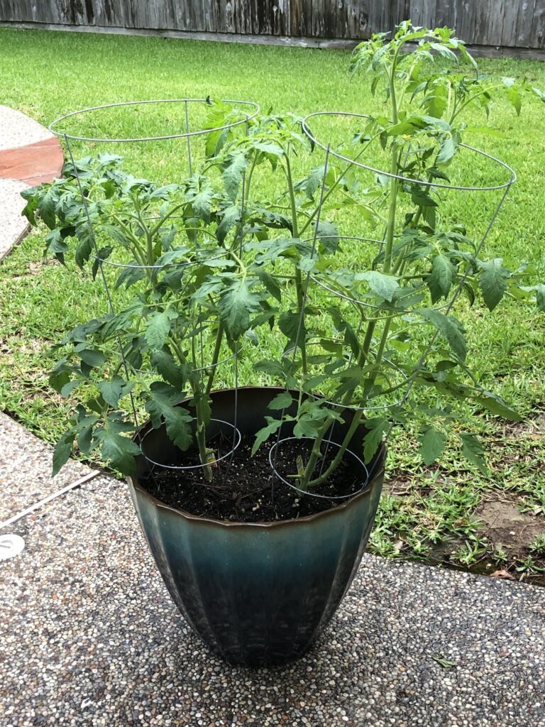 Haven’t grown tomatoes in years. Any advice on these? Haven’t grown tomatoes in years. Any advice on these?