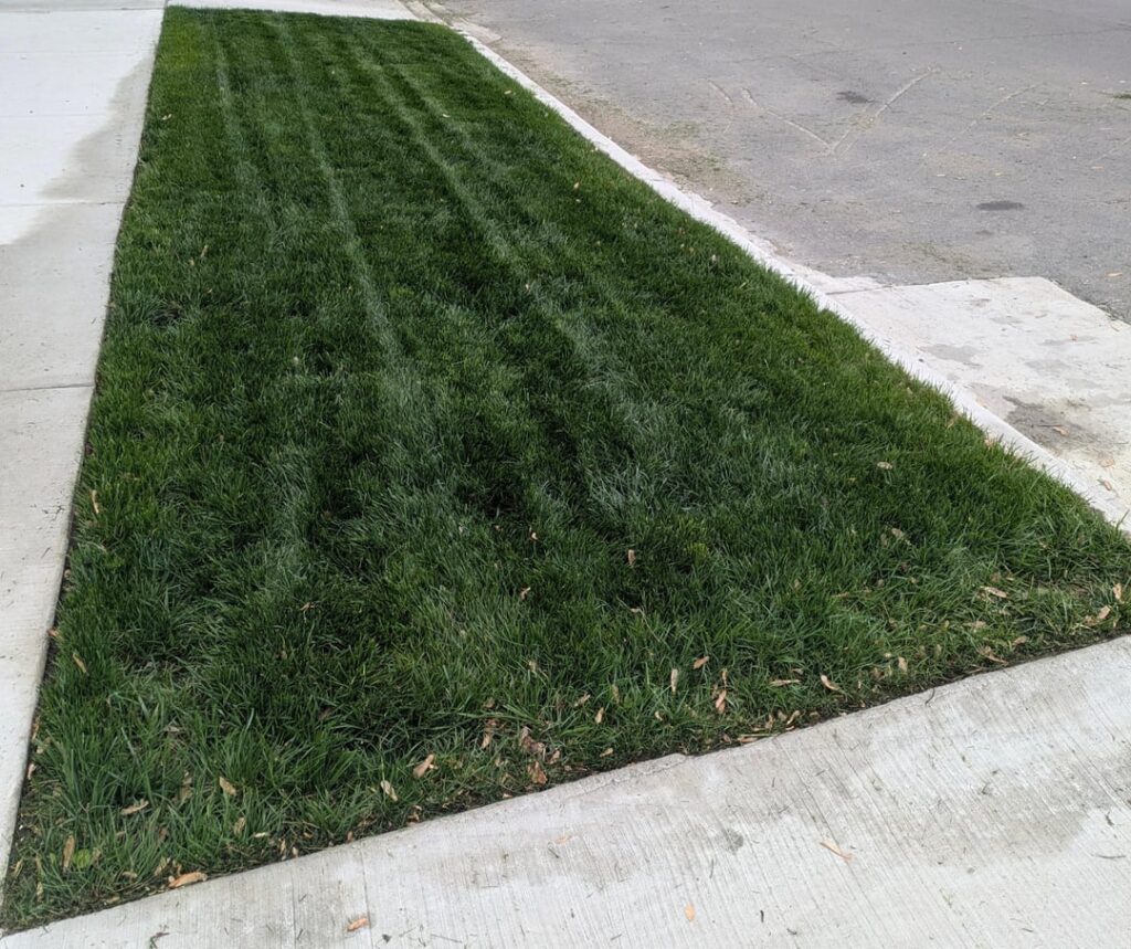 Black Beauty Ultra Black Beauty Ultra