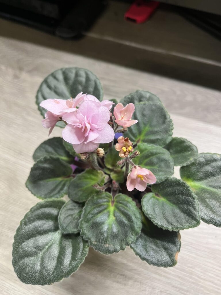 too much light? or fertilizer burn