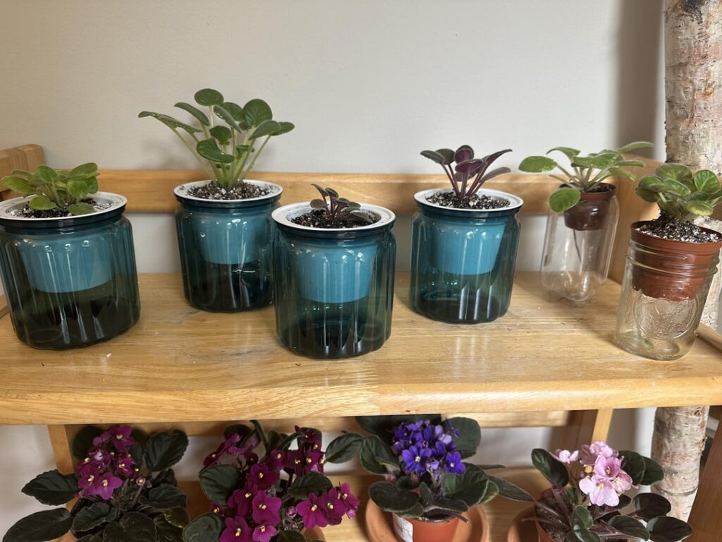 Wick watering. I’m afraid I can still drown them. Wick watering. I’m afraid I can still drown them.