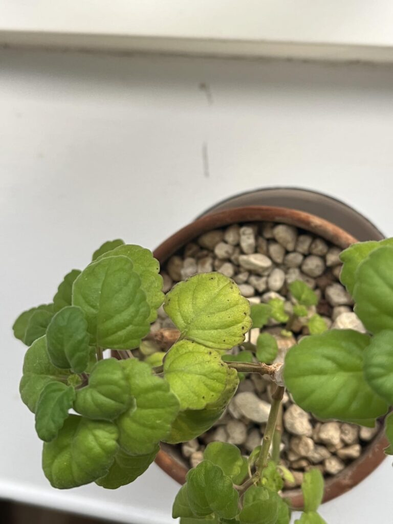 Help!🌱Plecthrantus ernstii / bonsai mint black spots on leaves