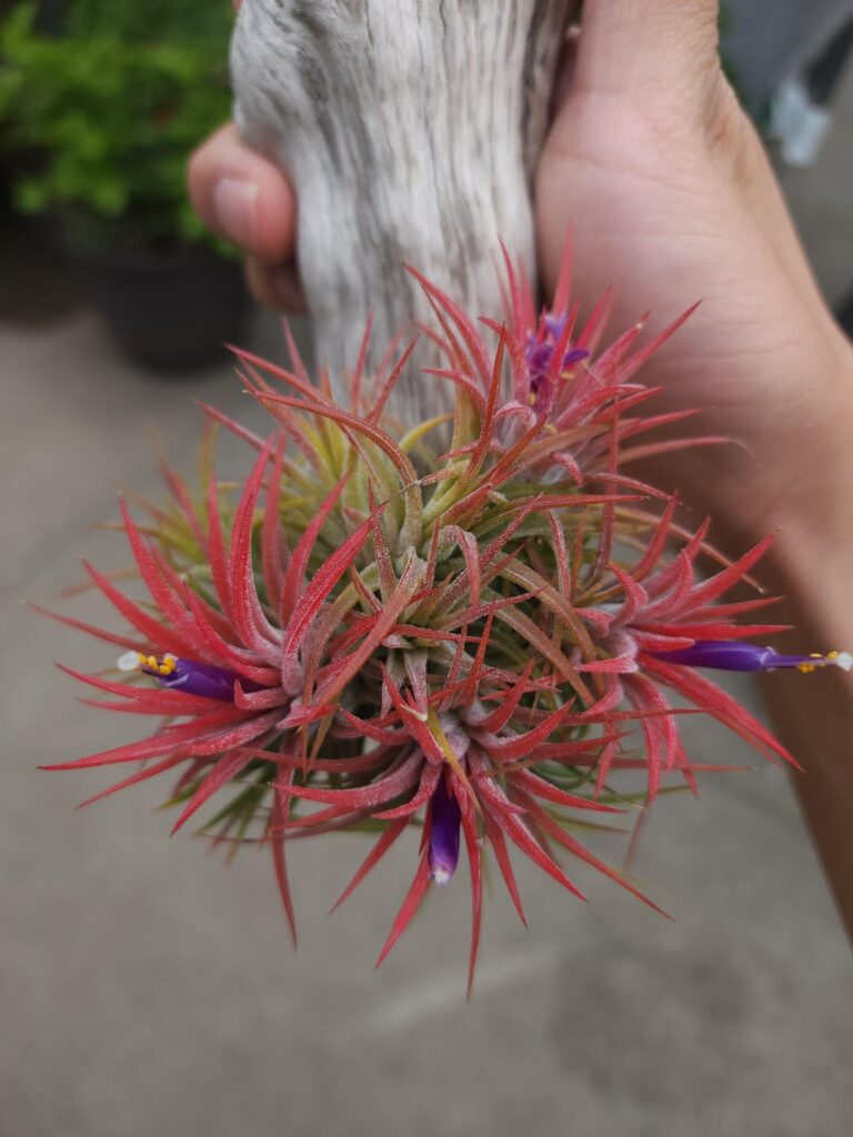 Clumps are in full bloom now