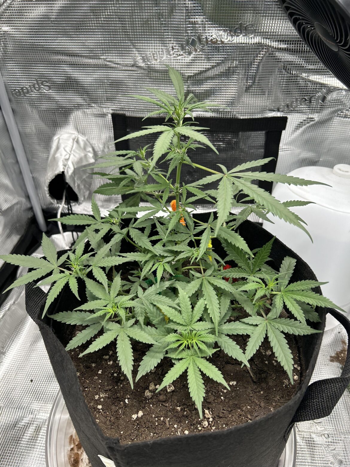My first grow how does she look?