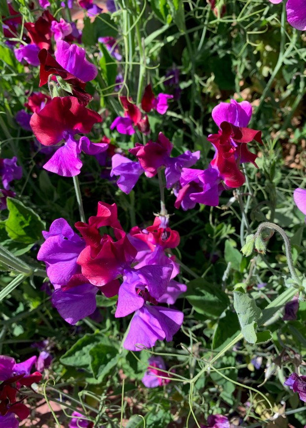Lathyrus odoratus ‘Cupani’ (sweet pea). (Courtesy Tom Karwin)