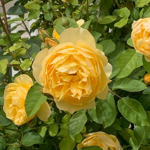 Rosa 'Graham Thomas.' A vigorous, upright climber bearing cupped blooms...