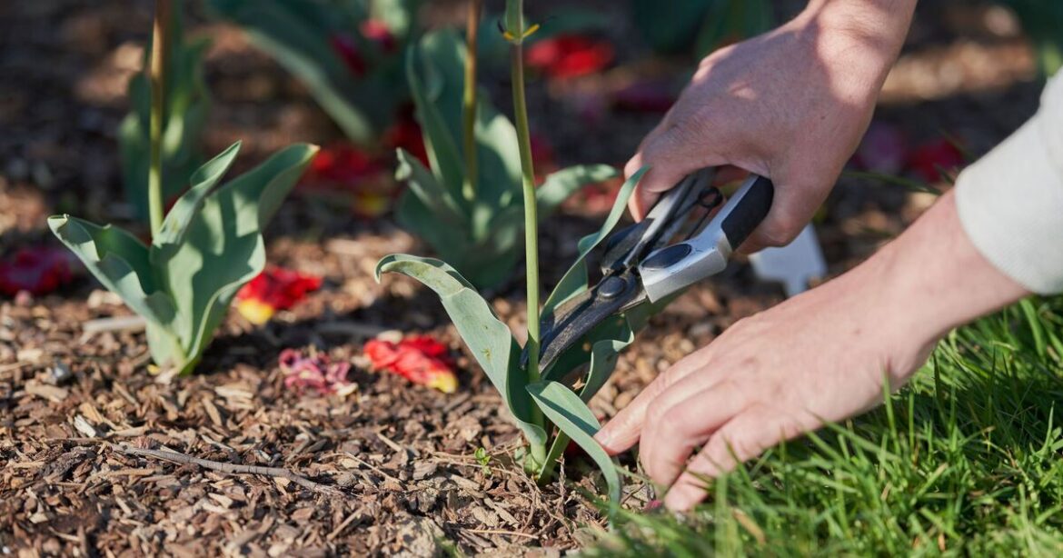 Monty Don shares gardening job to avoid in March – must be done in June Monty Don shares gardening job to avoid in March - must be done in June