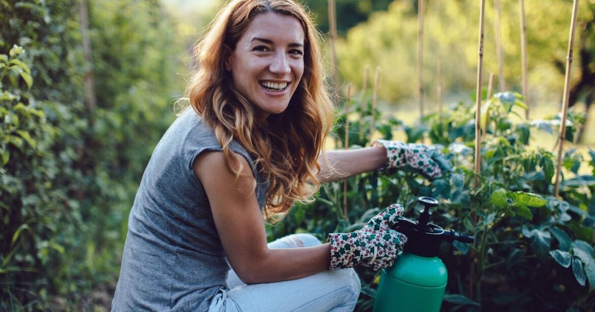 Gardeners urged to use vinegar in their gardens Gardeners urged to use vinegar in their gardens