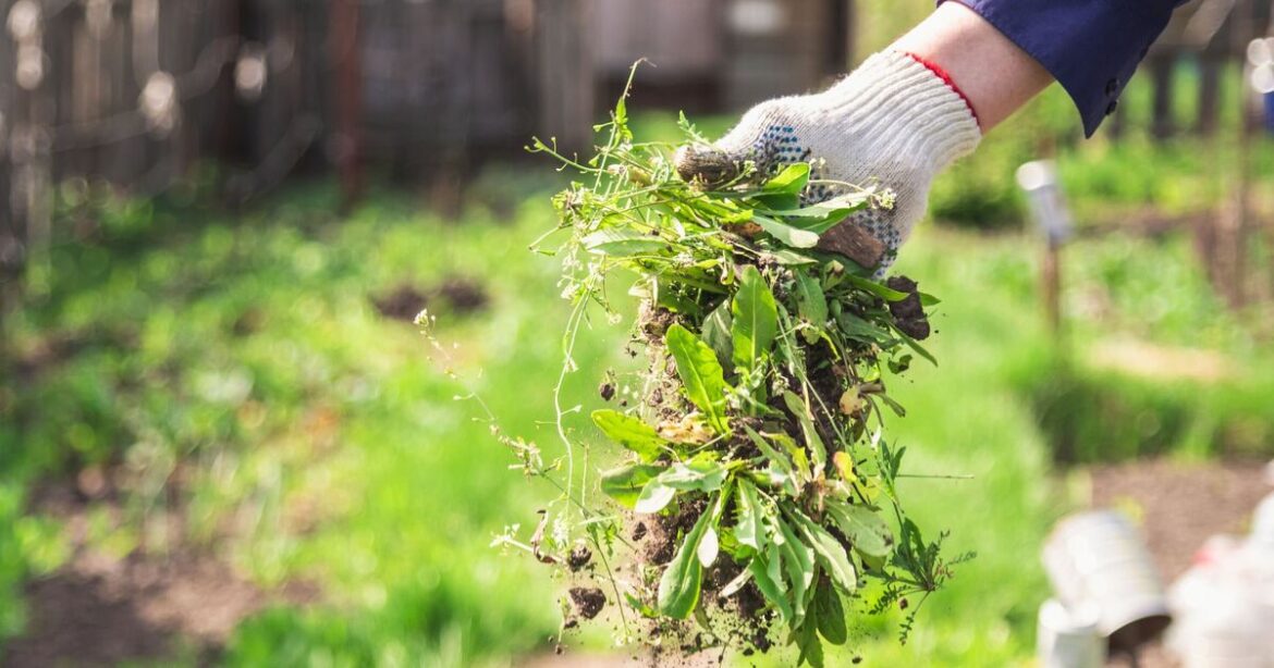Weeds 'won't take over gardens' if you ditch chemicals for 1 thing