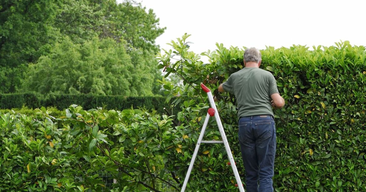 Six best plants and shrubs for screening and privacy in your garden