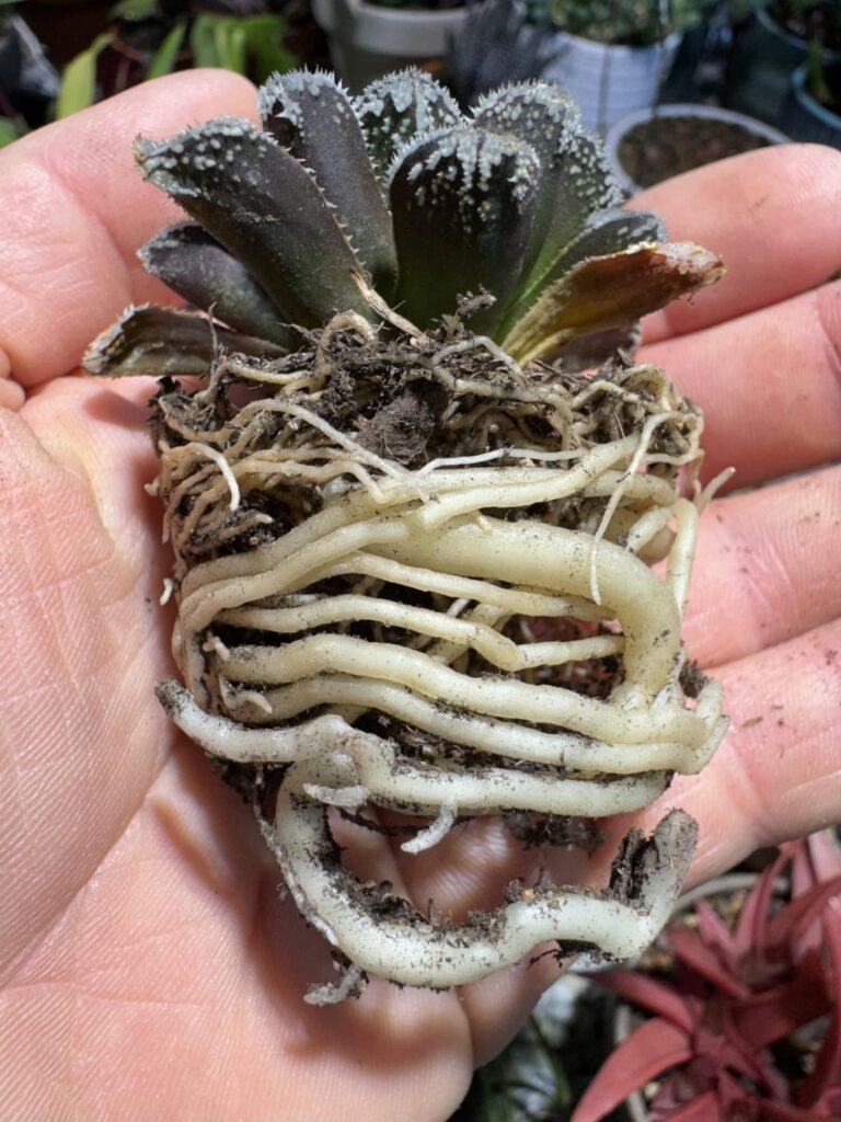 This little guy was begging for a repot!