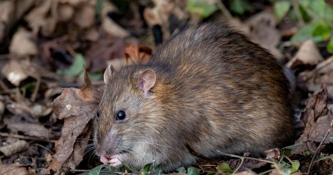 Rats will scurry from gardens for good when you grow 4 plants Rats will scurry from gardens for good when you grow 4 plants