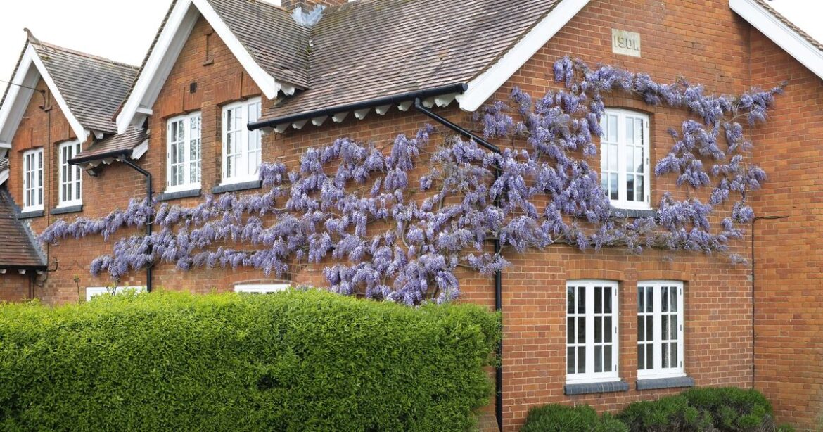 Gardeners with wisteria in gardens urged to do 1 thing next week Gardeners with wisteria in gardens urged to do 1 thing next week