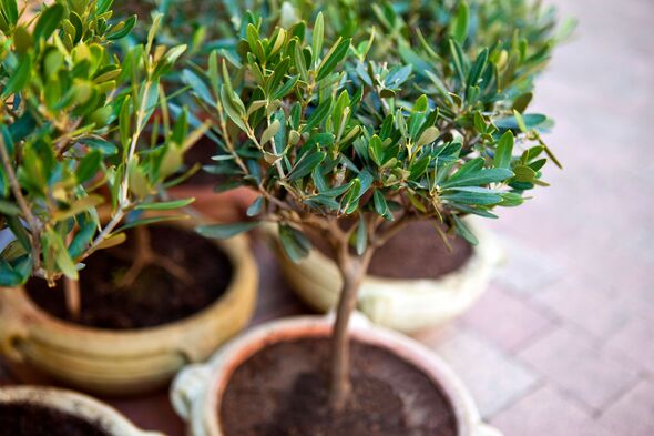 Olive trees