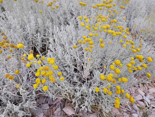 Cotton Lavender or Santolina chamaecyparissus