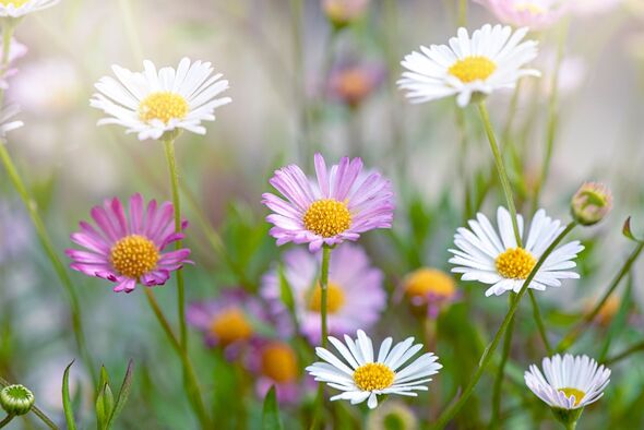 Close-up image of the beautiful summer flowering, Daisy-like flowers of Erigeron karvinskianus Mexic