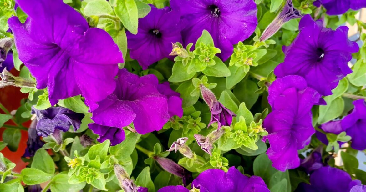 Gardens will be full of colour if 5 flowers are planted now Gardens will be full of colour if 5 flowers are planted now