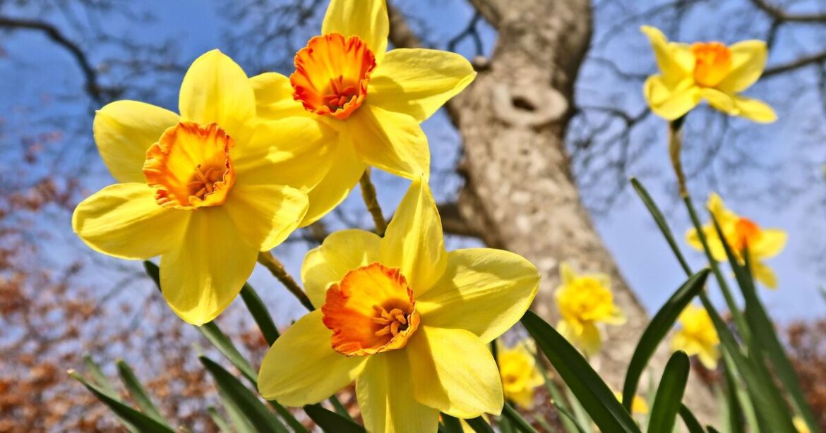 How to grow bigger and better daffodils with gardening expert’s 1 easy task