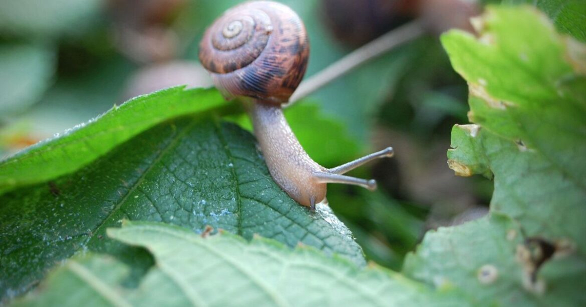 Monty Don says slugs will flee and plants will ‘thrive’ in your garden with one trick Monty Don says slugs will flee and plants will 'thrive' in your garden with one trick