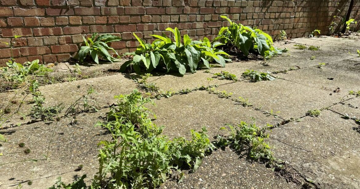 How to kill weeds fast and stop them coming back with easy method